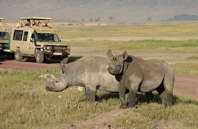Safari Ngorongoro-Crater car hire