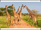 tanzania selous safari company giraffes